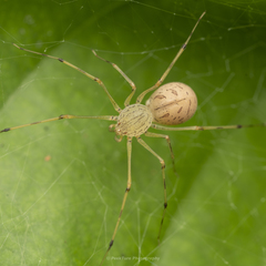 Scytodes pallida