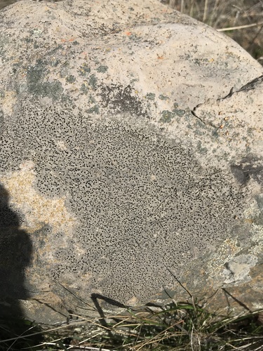 iNaturalist observation photo of Common Lichens