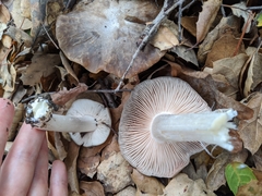 Entoloma subsaundersii