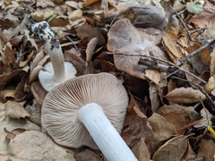 Entoloma subsaundersii