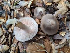 Entoloma subsaundersii