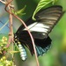 Mariposas Cola de Golondrina - Photo (c) Rich Hoyer, algunos derechos reservados (CC BY-NC-SA)