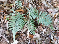 Diplazium sylvaticum