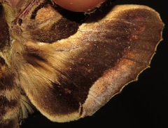 Hemeroplanes ornatus