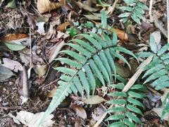 Diplazium sylvaticum