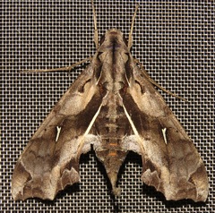 Hemeroplanes triptolemus