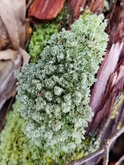 Cladonia caespiticia