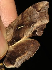 Hemeroplanes triptolemus