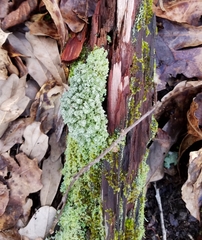Cladonia caespiticia