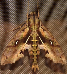 Hemeroplanes ornatus