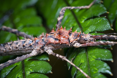 Labidiophasma rouxi