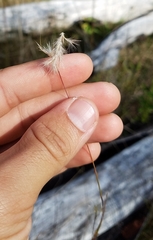 Schizachyrium gracile