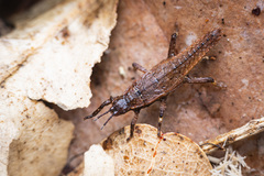 Microcanachus matileorum