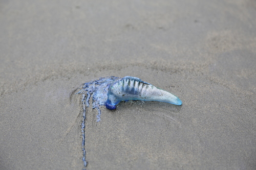 photo of Portuguese Man O' War (Physalia physalis)