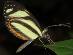 Moschoneura pinthous