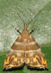 Ornarantia ophiodesma