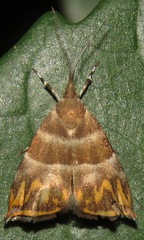 Ornarantia ophiodesma