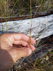 Schizachyrium gracile
