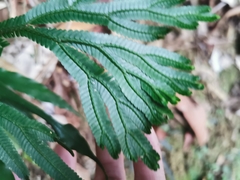 Selaginella intermedia