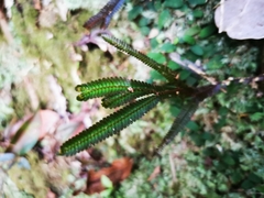 Selaginella intermedia