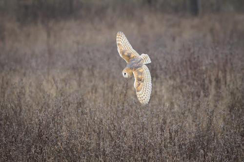Lechuza común (Tyto alba)