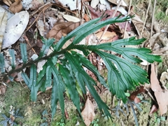 Selaginella intermedia