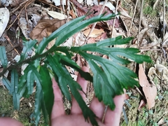 Selaginella intermedia