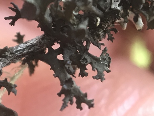 iNaturalist observation photo of Flattened thornbush lichen