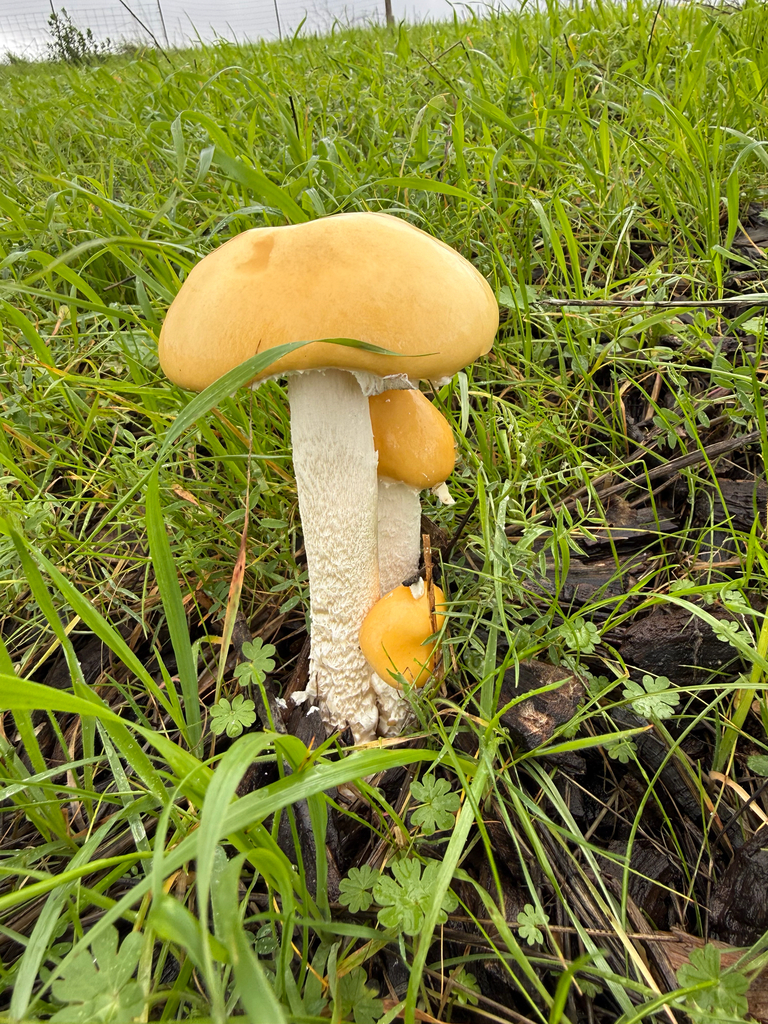 Stropharia ambigua · December 2025 · photo: © theabobea (iNaturalist, cc0)