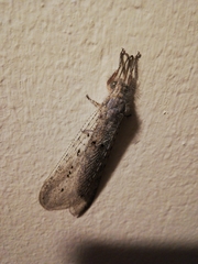 Acanthaclisini