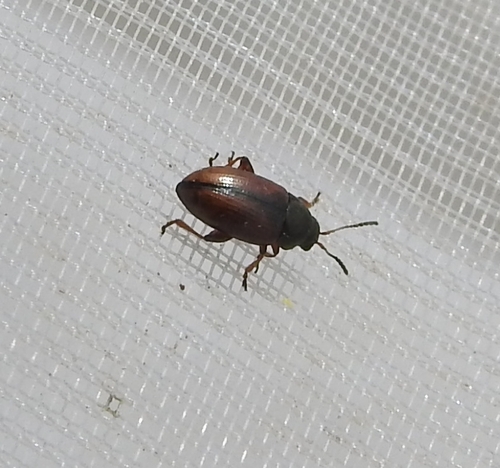 Flea beetle