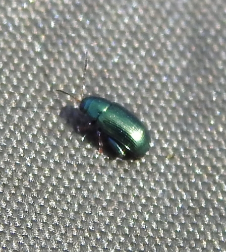 Chaetocnema pelagica