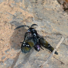 Chrysocale principalis