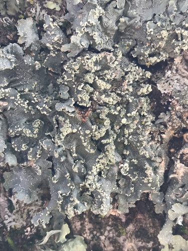 iNaturalist observation photo of Speckled Greenshield