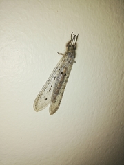 Acanthaclisini
