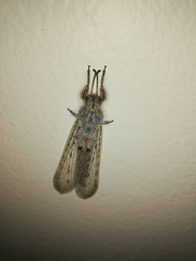 Acanthaclisini