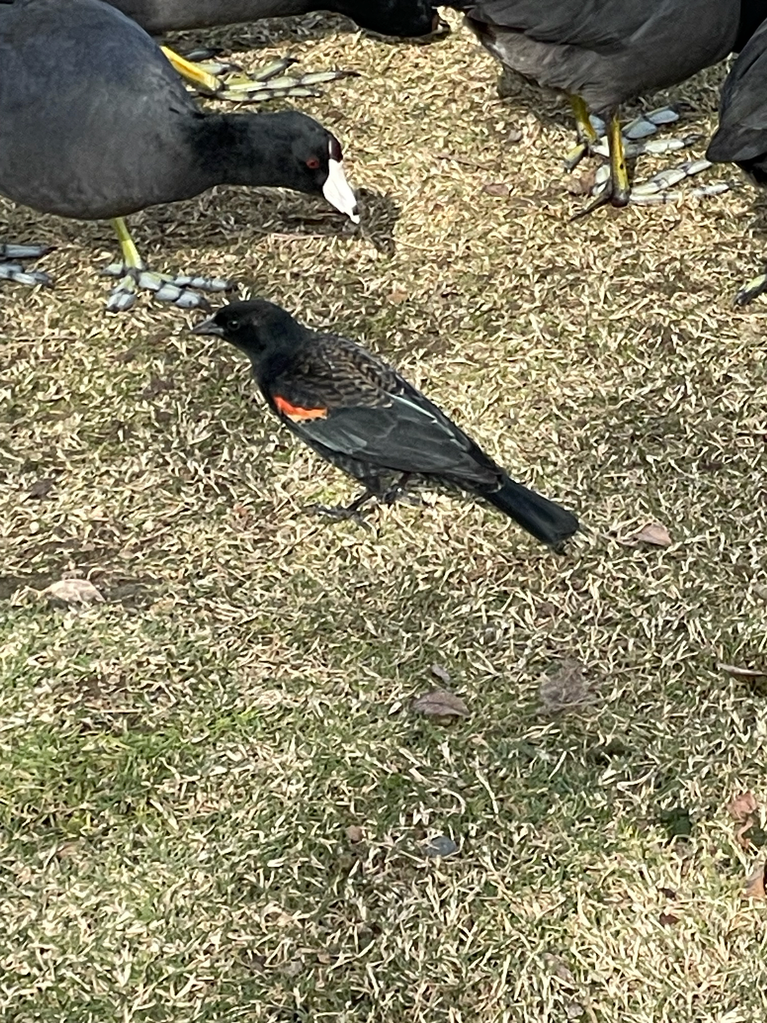 Agelaius phoeniceus (Linnaeus, 1766)