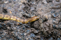 Atractus major