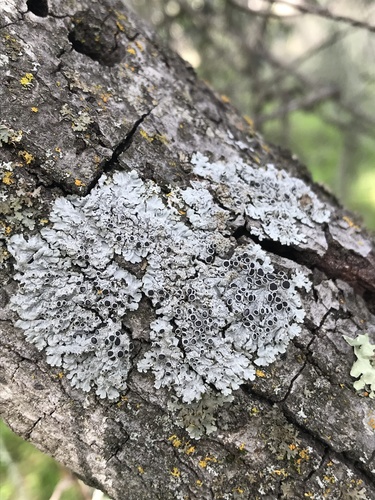 iNaturalist observation photo of rosette lichens