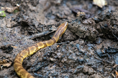 Atractus major