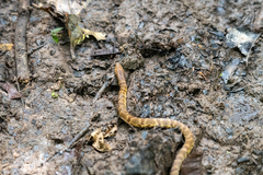 Atractus major