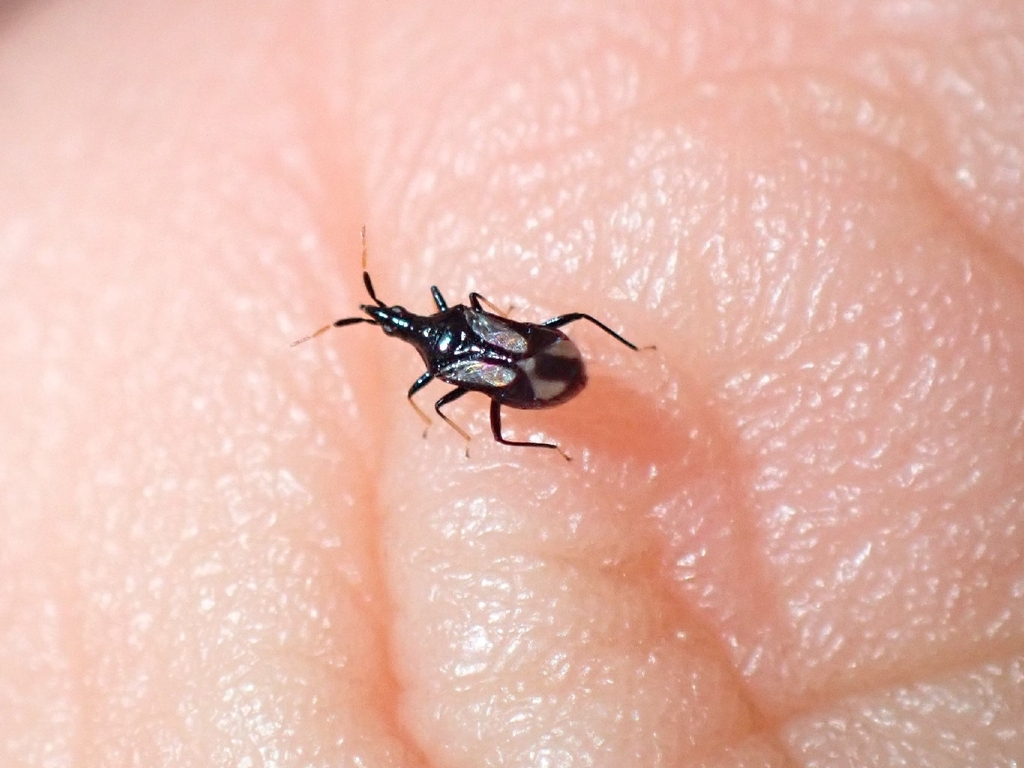 Minute pirate bug