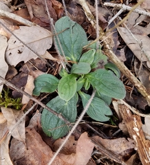 Lithospermum tuberosum