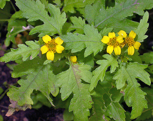 Lipochaeta remyi observed 2005-03-19