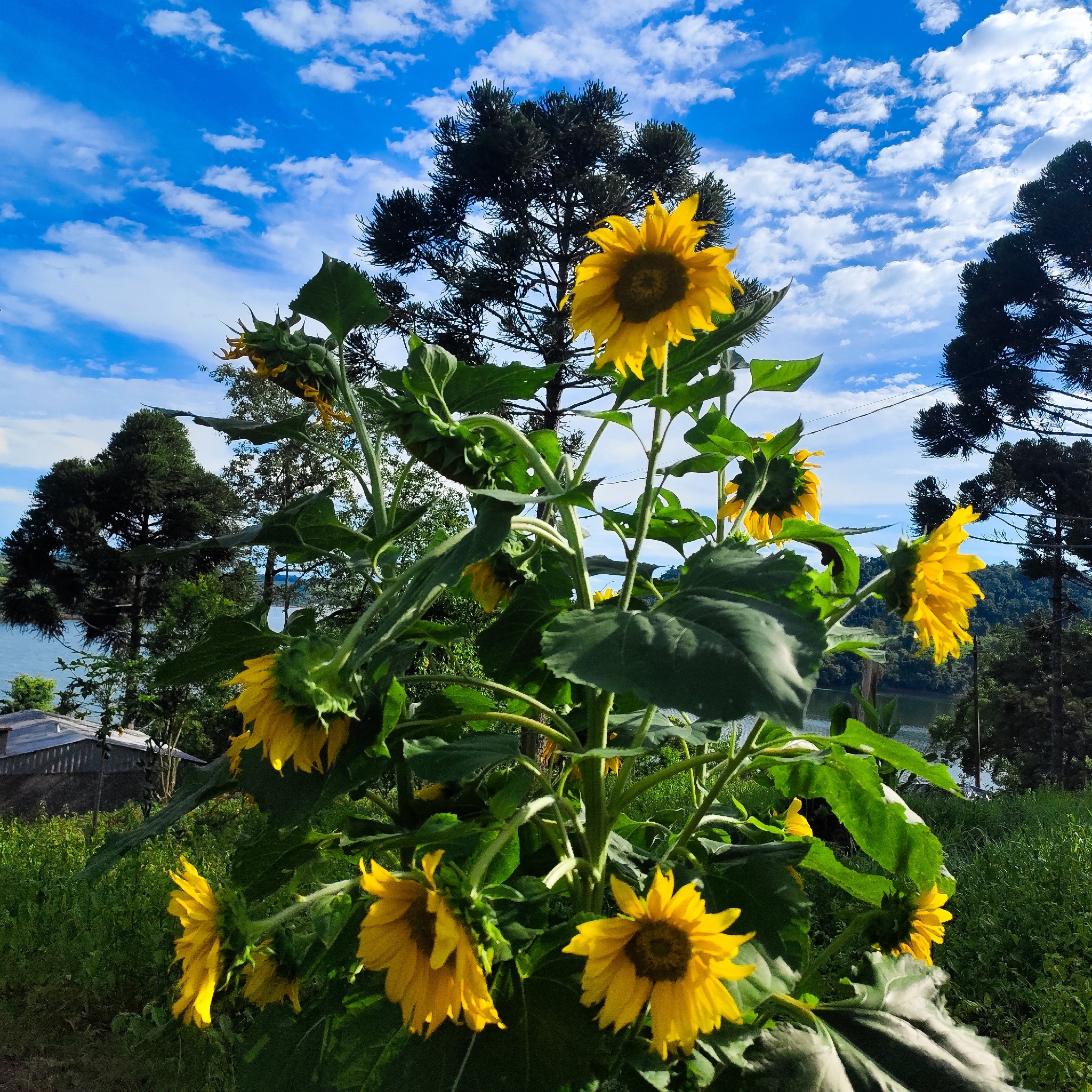 Helianthus annuus