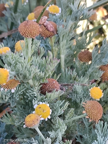 Cotula nigellifolia, photograph 4
