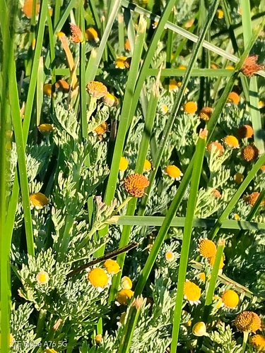 Cotula nigellifolia, photograph 5