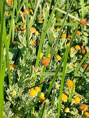Cotula nigellifolia, photograph (c) Seba Fernández, some rights reserved (CC BY)