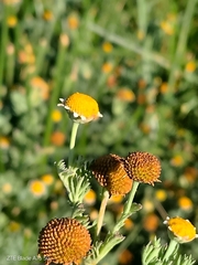 Cotula nigellifolia, photograph (c) Seba Fernández, some rights reserved (CC BY)
