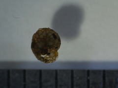 Helicopsyche borealis